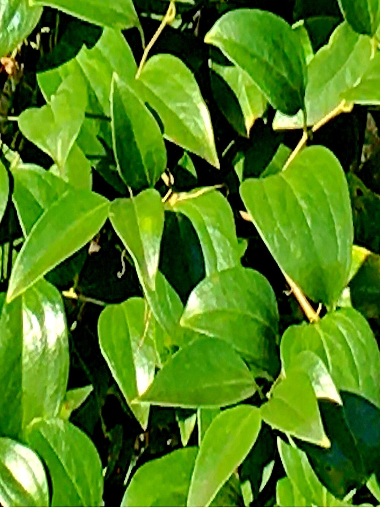Smilax maritima — search result for 'Smilax'