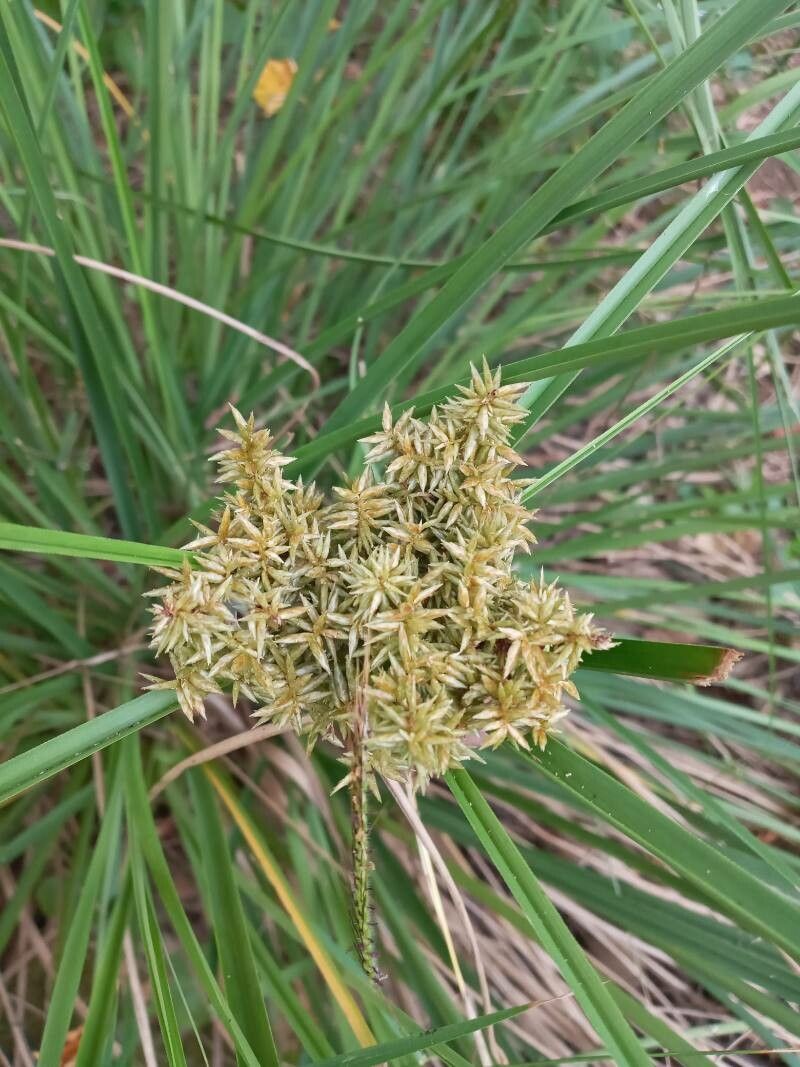 Cyperus javanicus flower