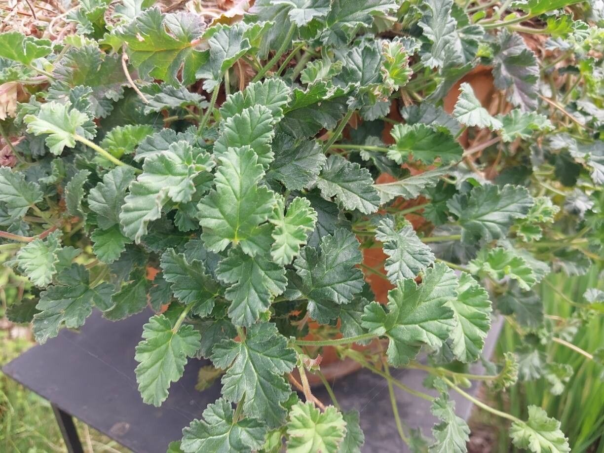 Pelargonium suburbanum — houseplant care guide