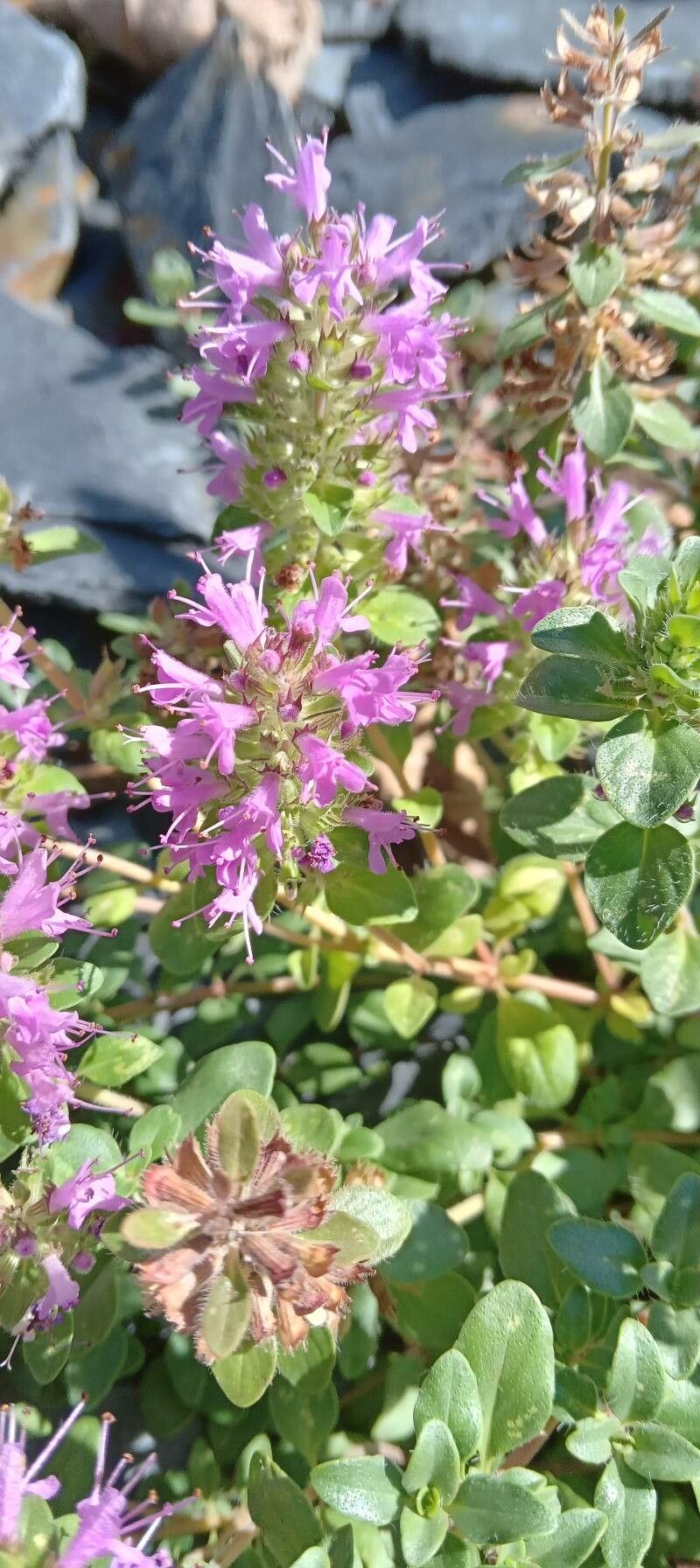 Thymus comosus flower