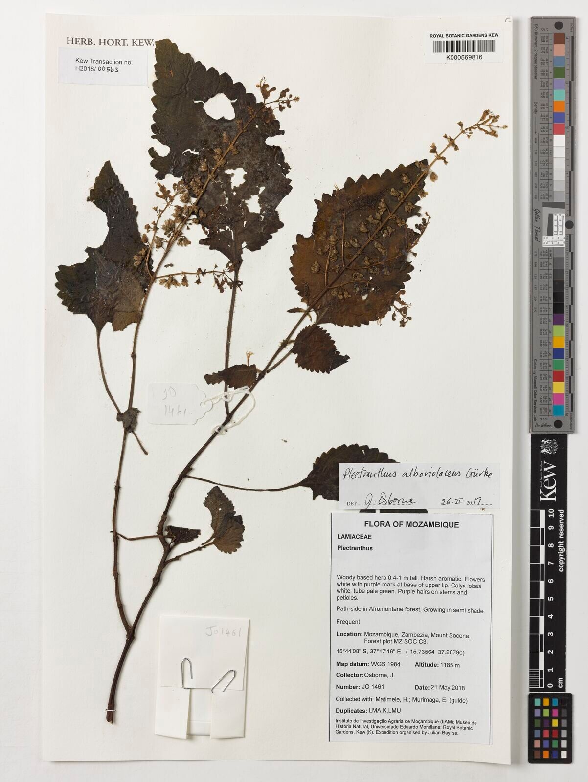 Plectranthus alboviolaceus