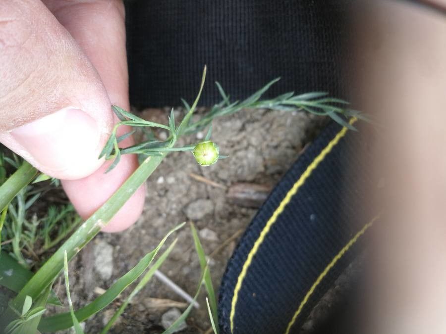 Linum austriacum fruit
