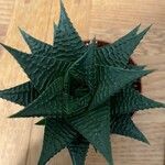 Haworthia limifolia