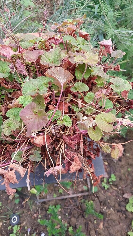 Pelargonium helmsii leaf