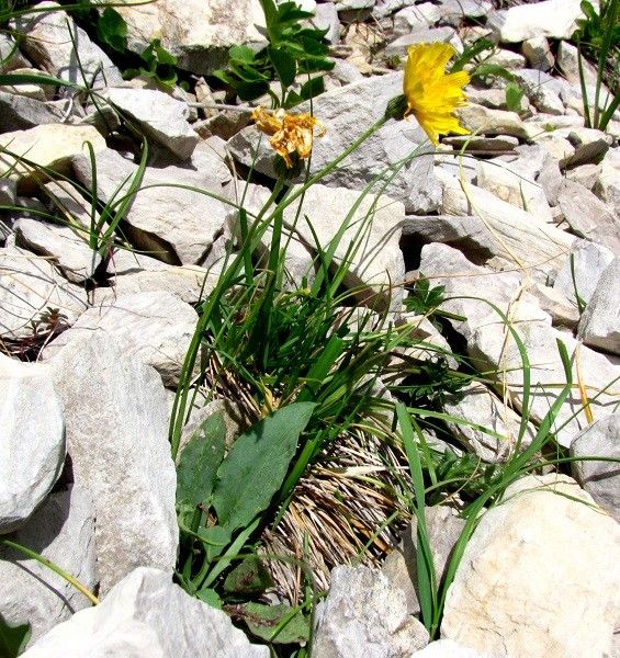 Hieracium chaixianum habit