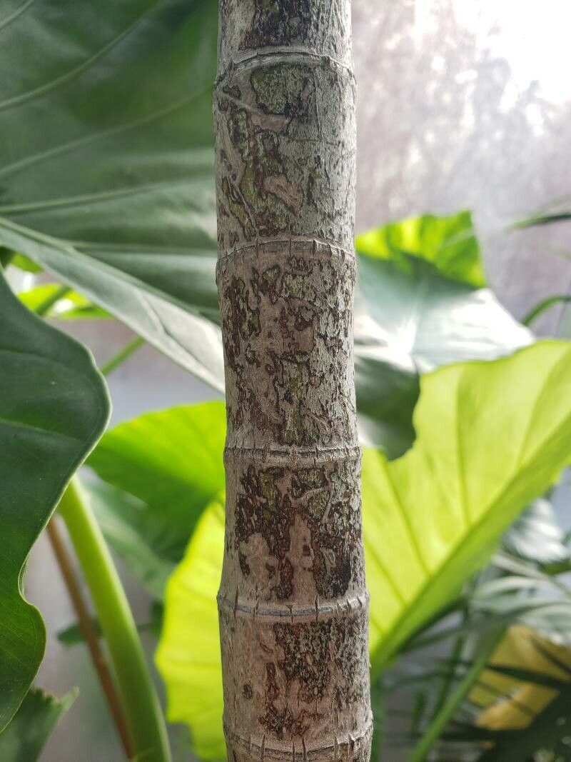 Ptychosperma waitianum bark