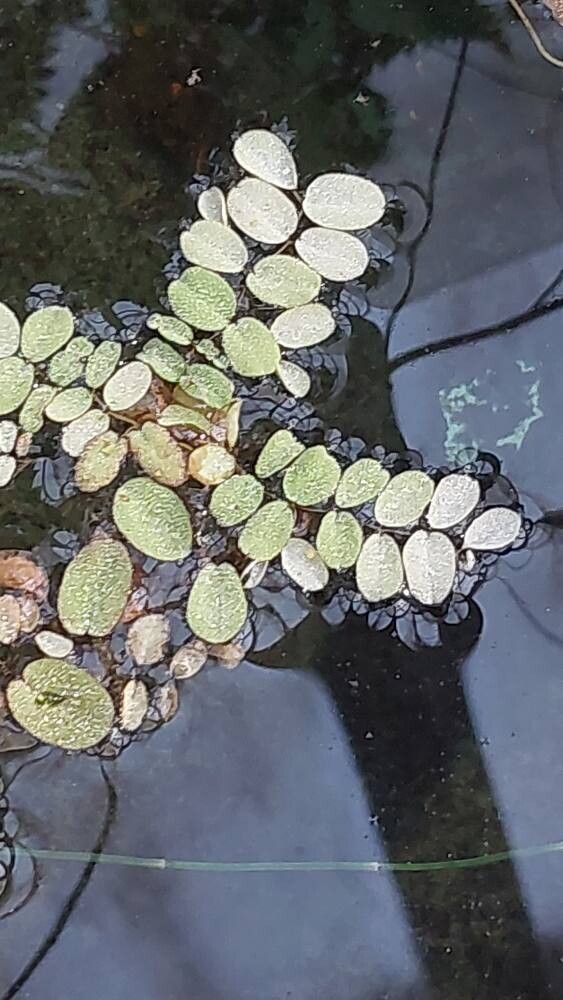 Deparia × tomitaroana — houseplant care guide