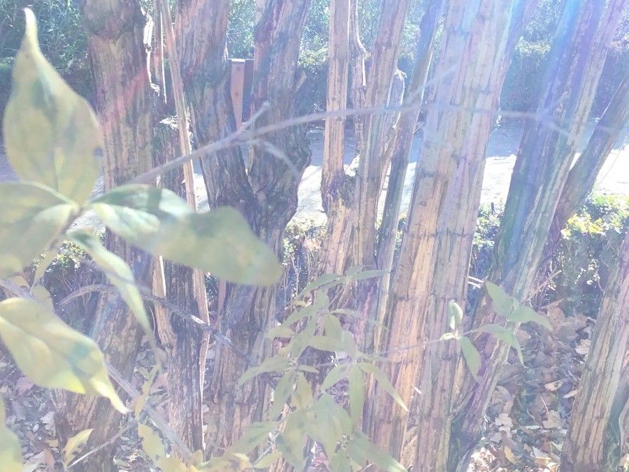 Zabelia triflora bark