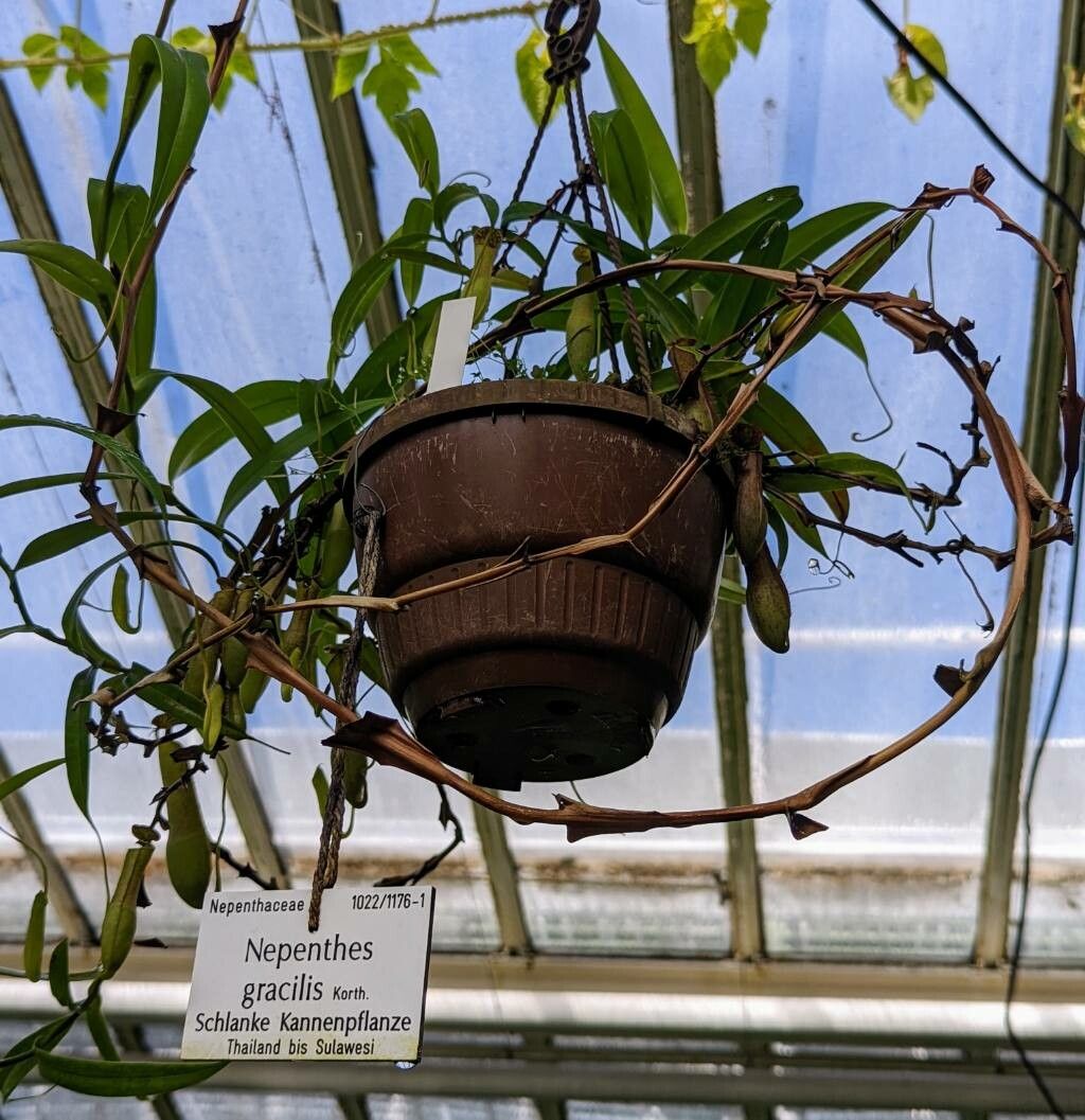 Nepenthes gracilis habit