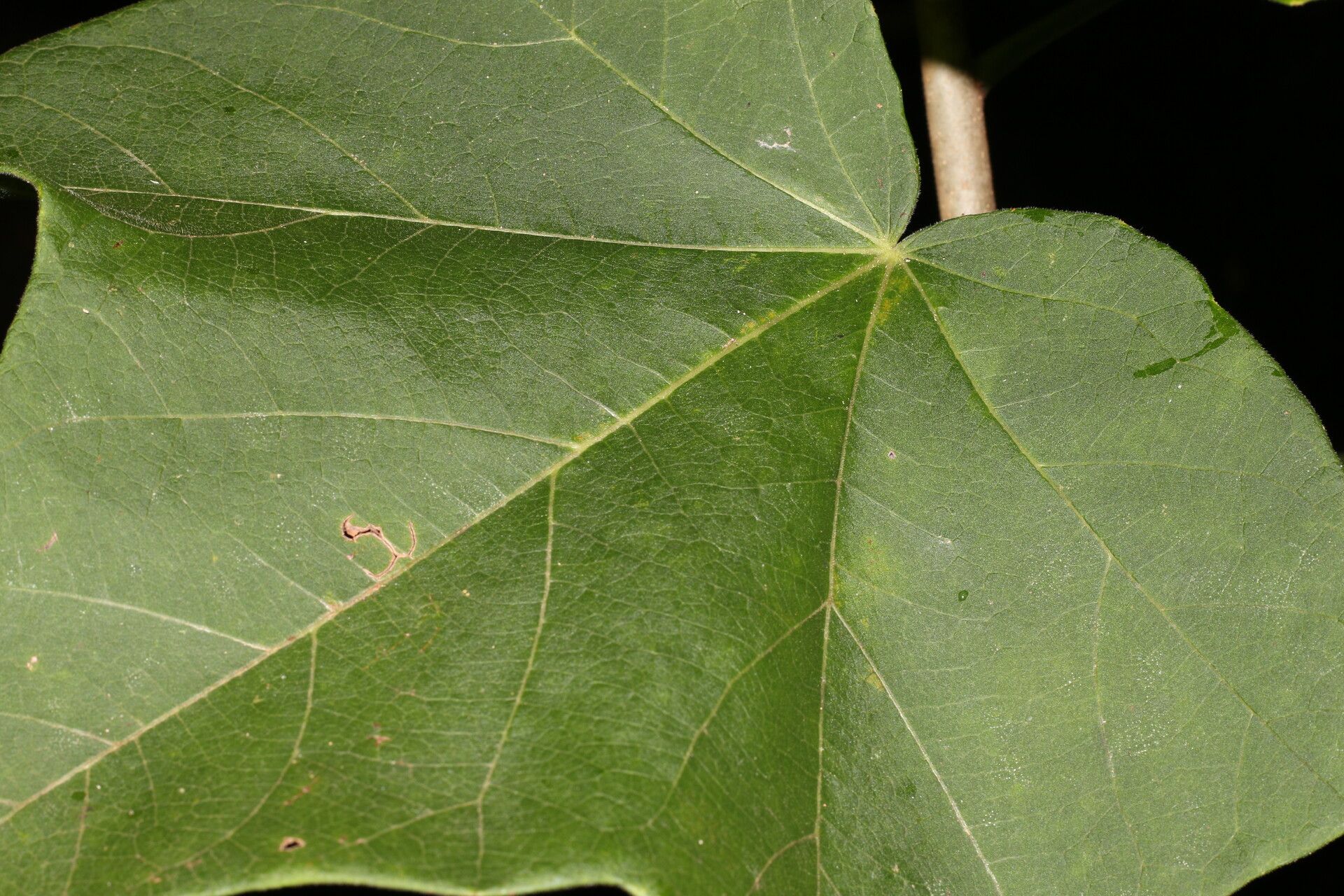 Jatropha costaricensis — houseplant care guide