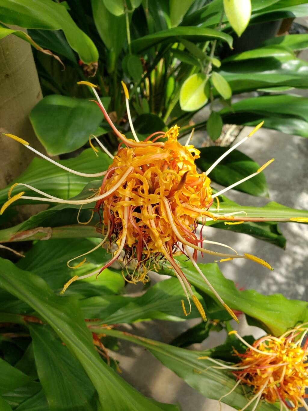 Hedychium longicornutum flower