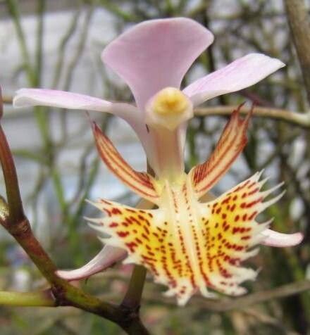 Papilionanthe pedunculata — related species from the same genus