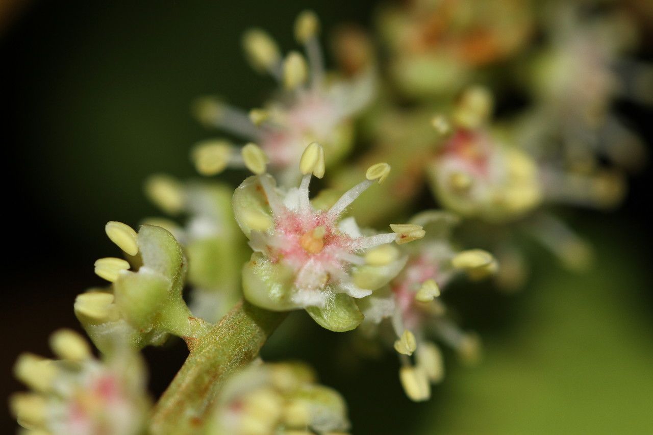 Cupaniopsis macrocarpa — search result for 'Cupaniopsis'