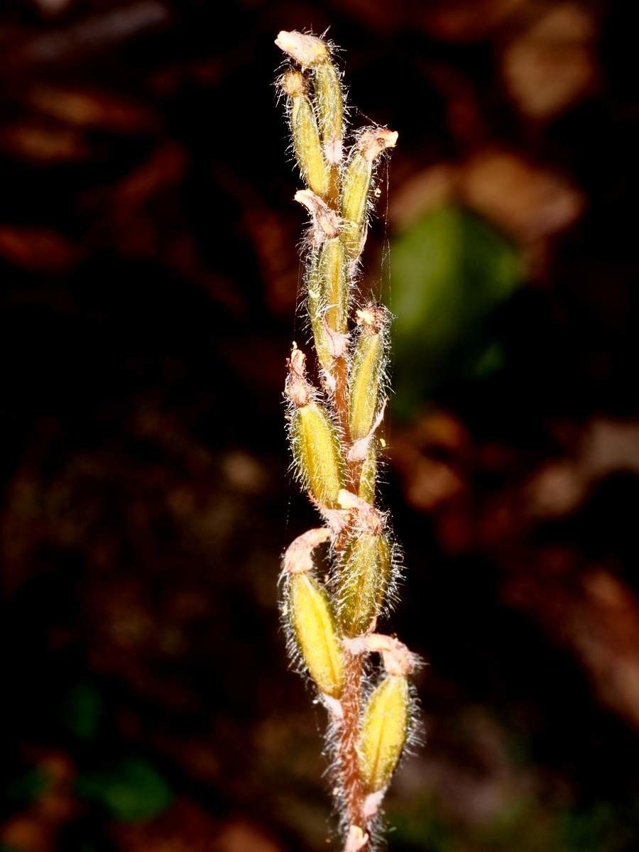 Zeuxine vieillardii bark