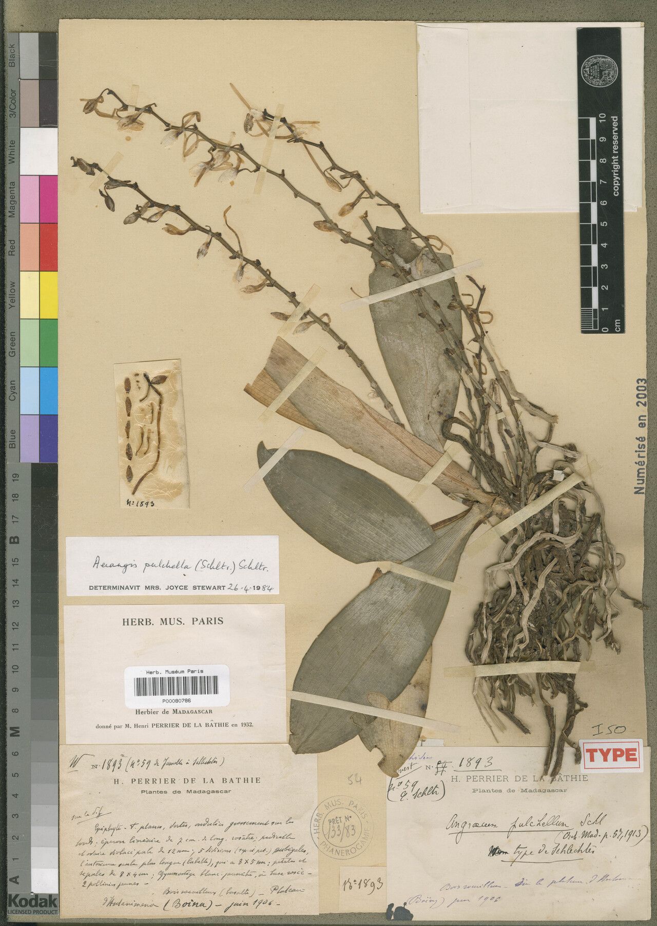 Aerangis pulchella — search result for 'Aerangis'