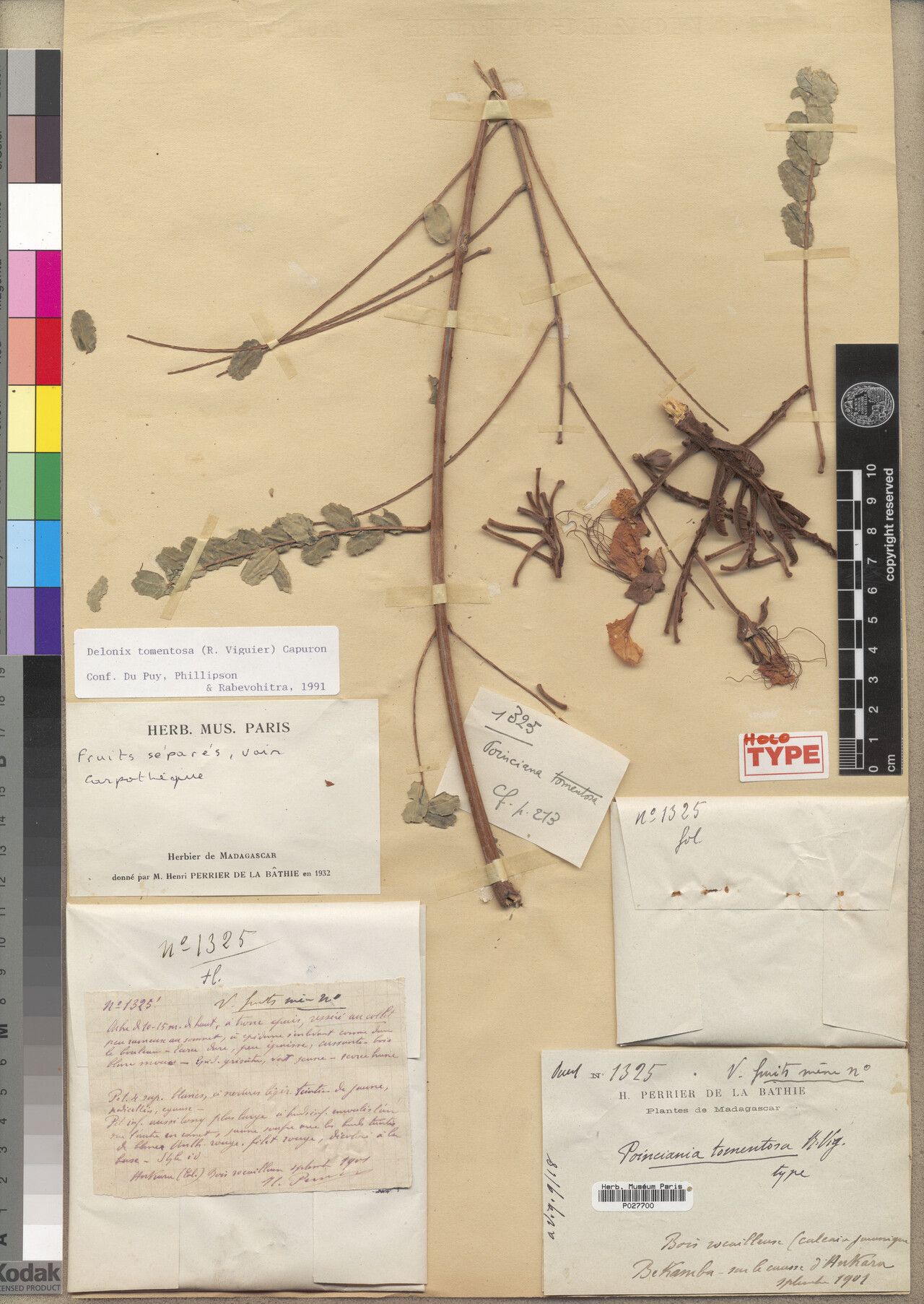 Delonix tomentosa — search result for 'Delonix'