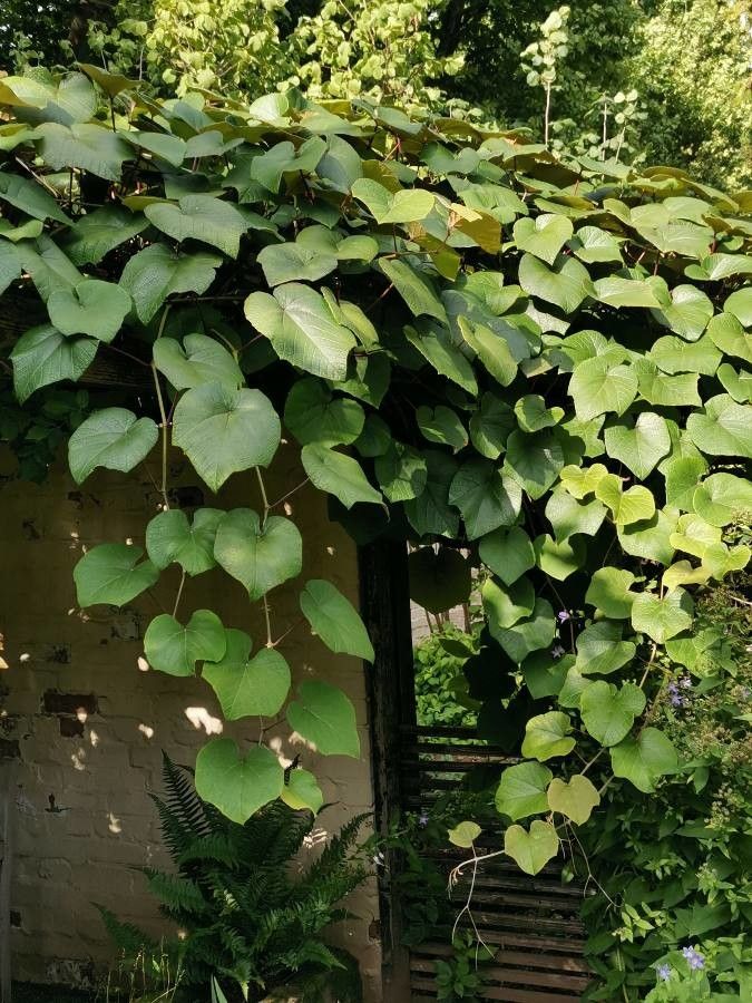 Vitis coignetiae habit