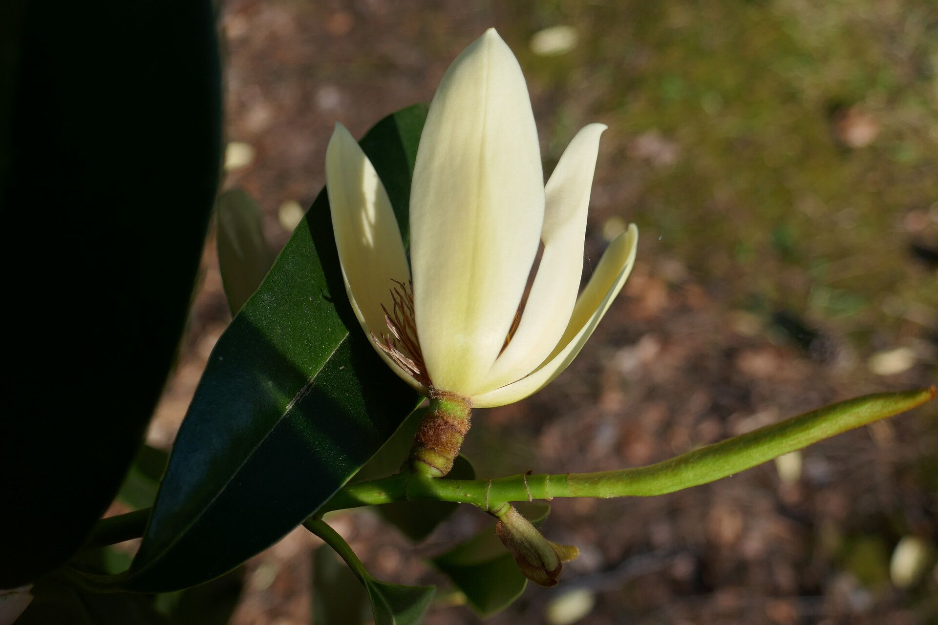 Magnolia martini flower