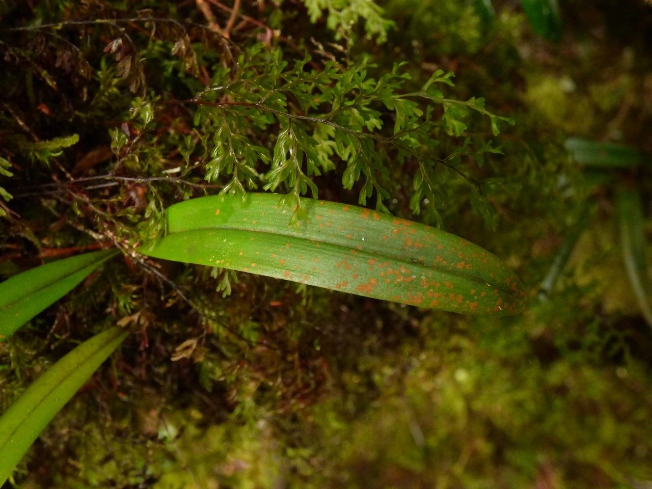 Bulbophyllum cylindrocarpum — houseplant care guide