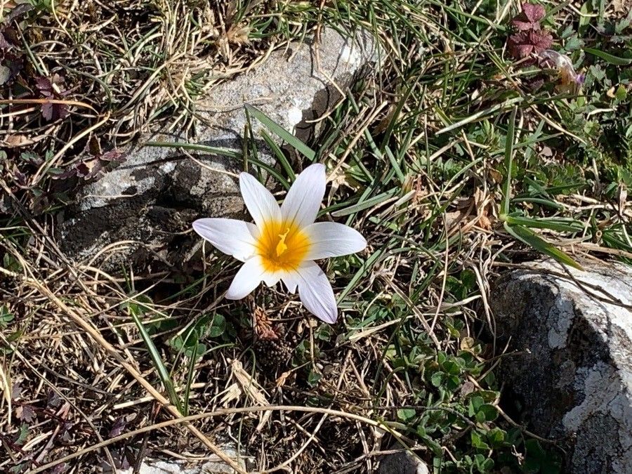 Romulea arnaudii flower