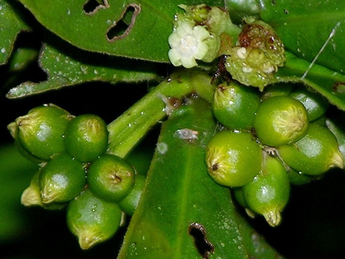 Piper pallidifolium fruit