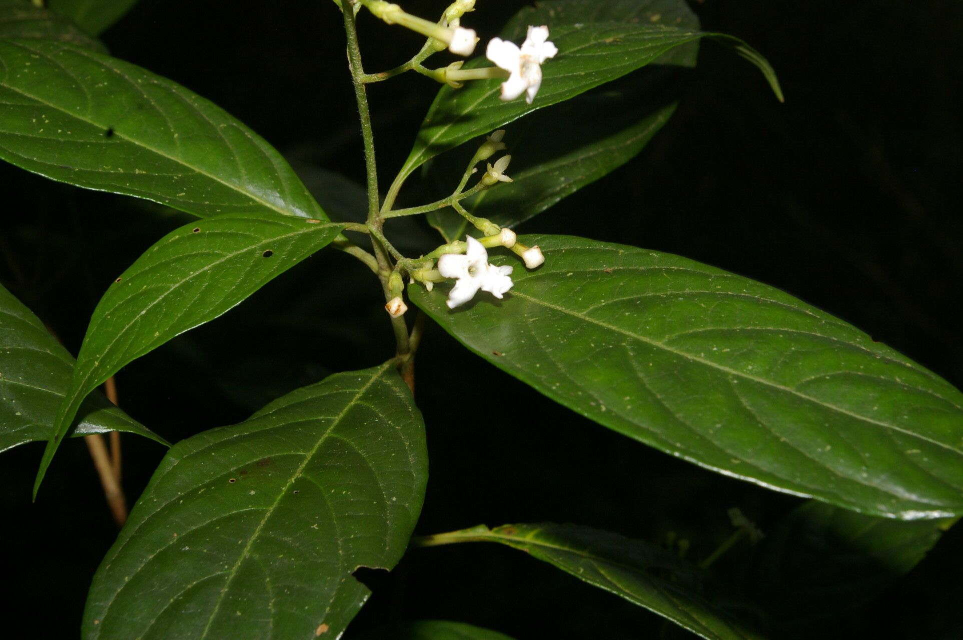 Arachnothryx bertieroides flower