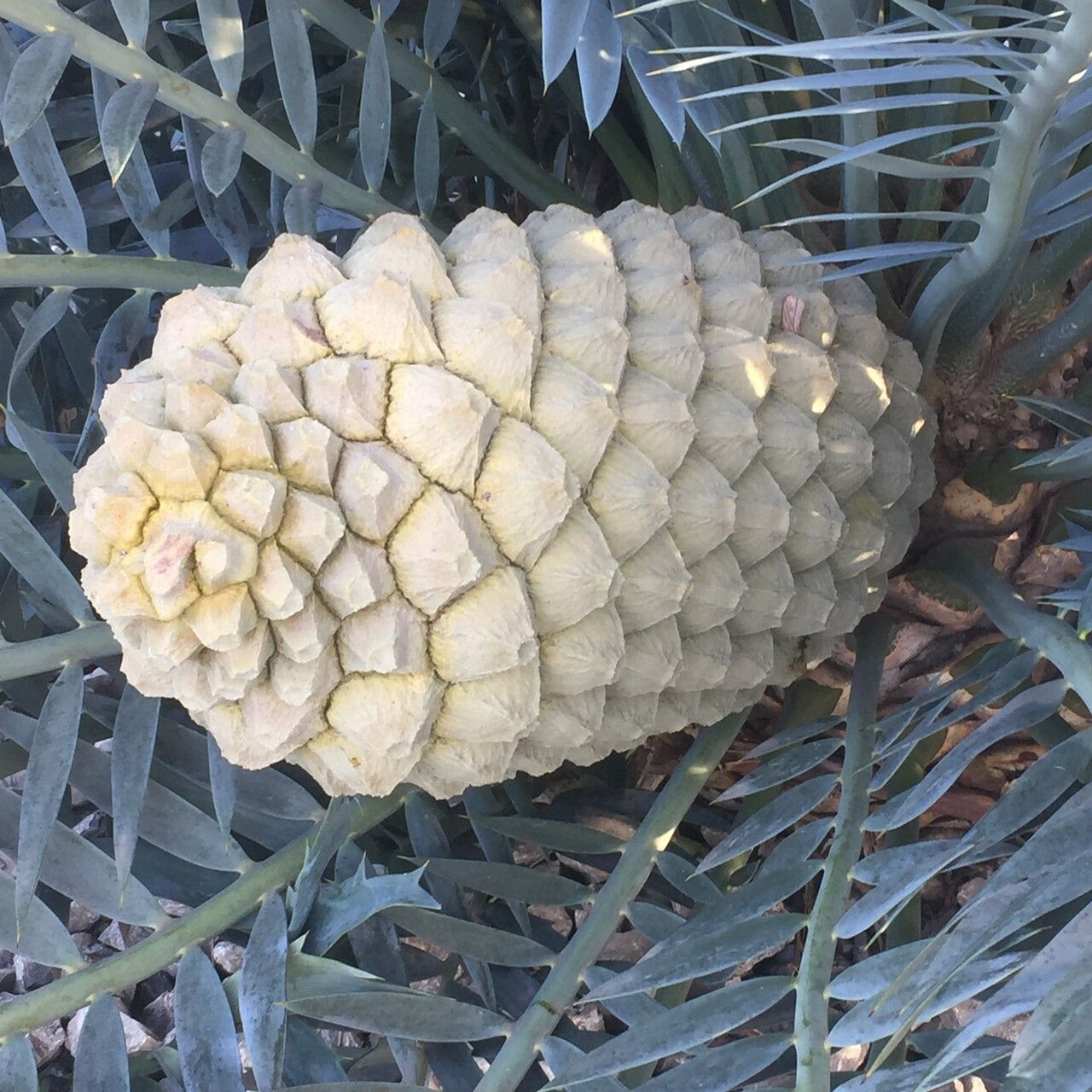 Encephalartos horridus fruit