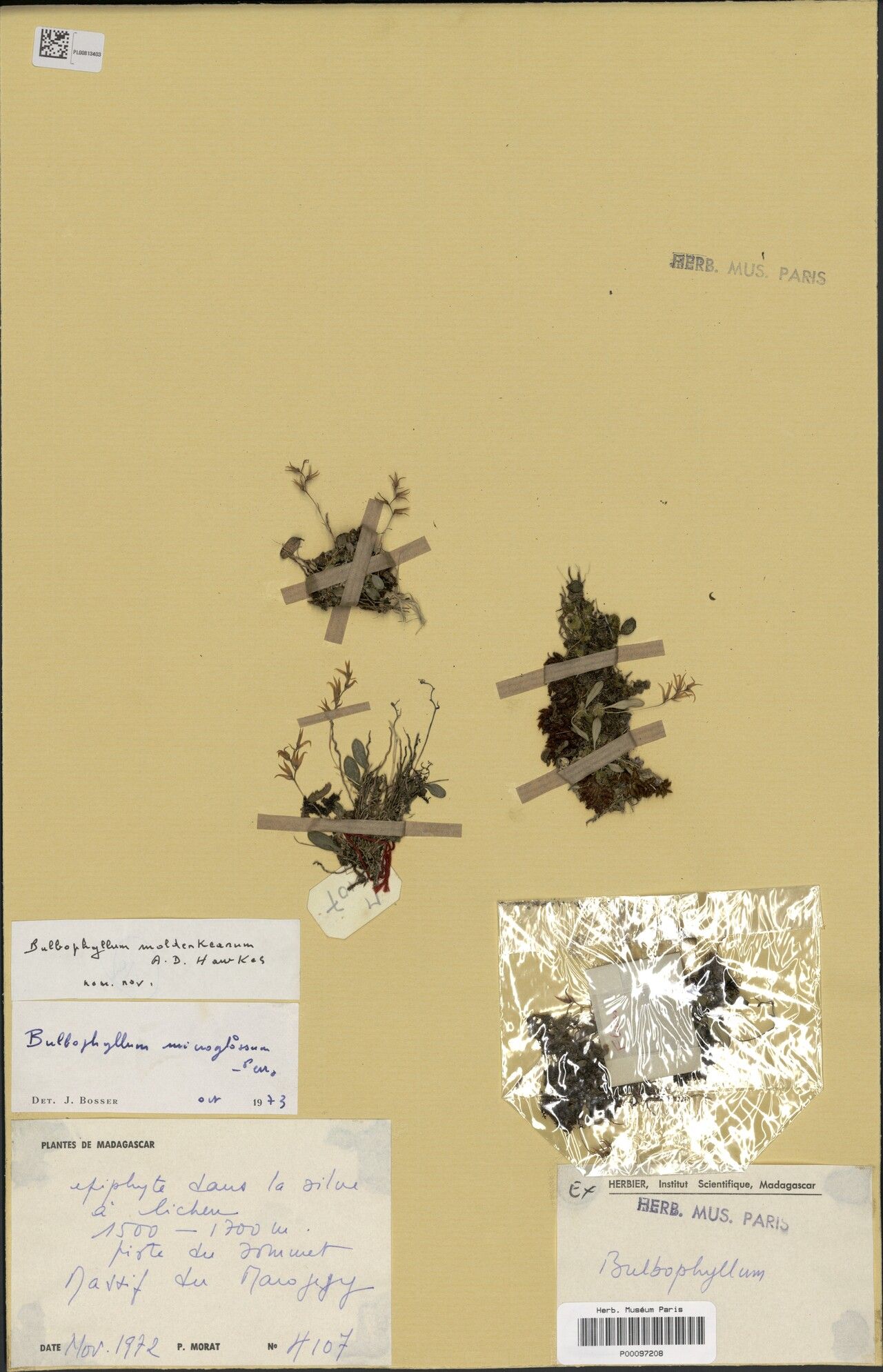 Bulbophyllum moldenkeanum — houseplant care guide