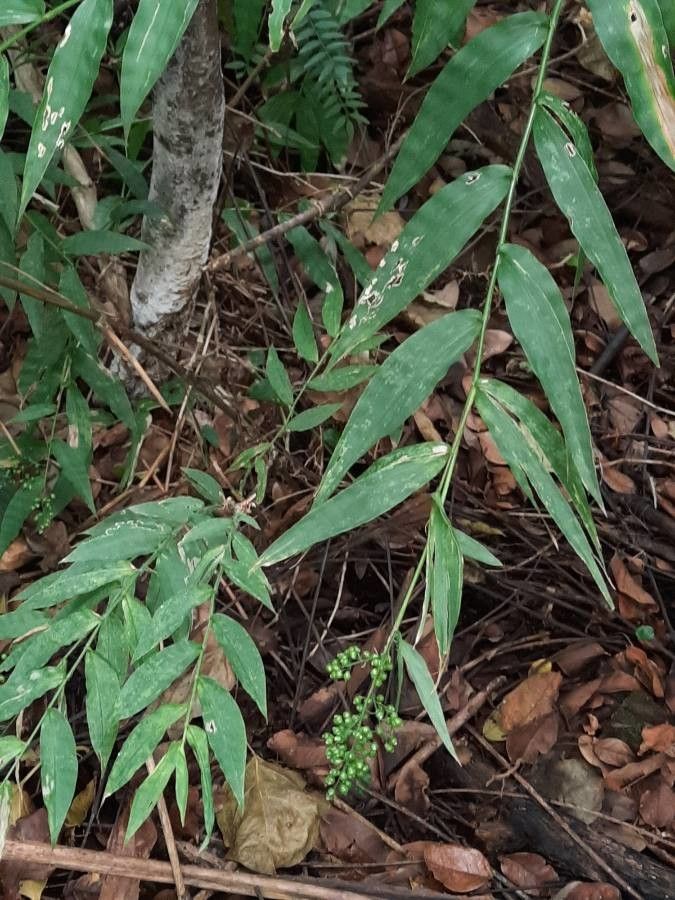 Lasiacis ruscifolia — houseplant care guide