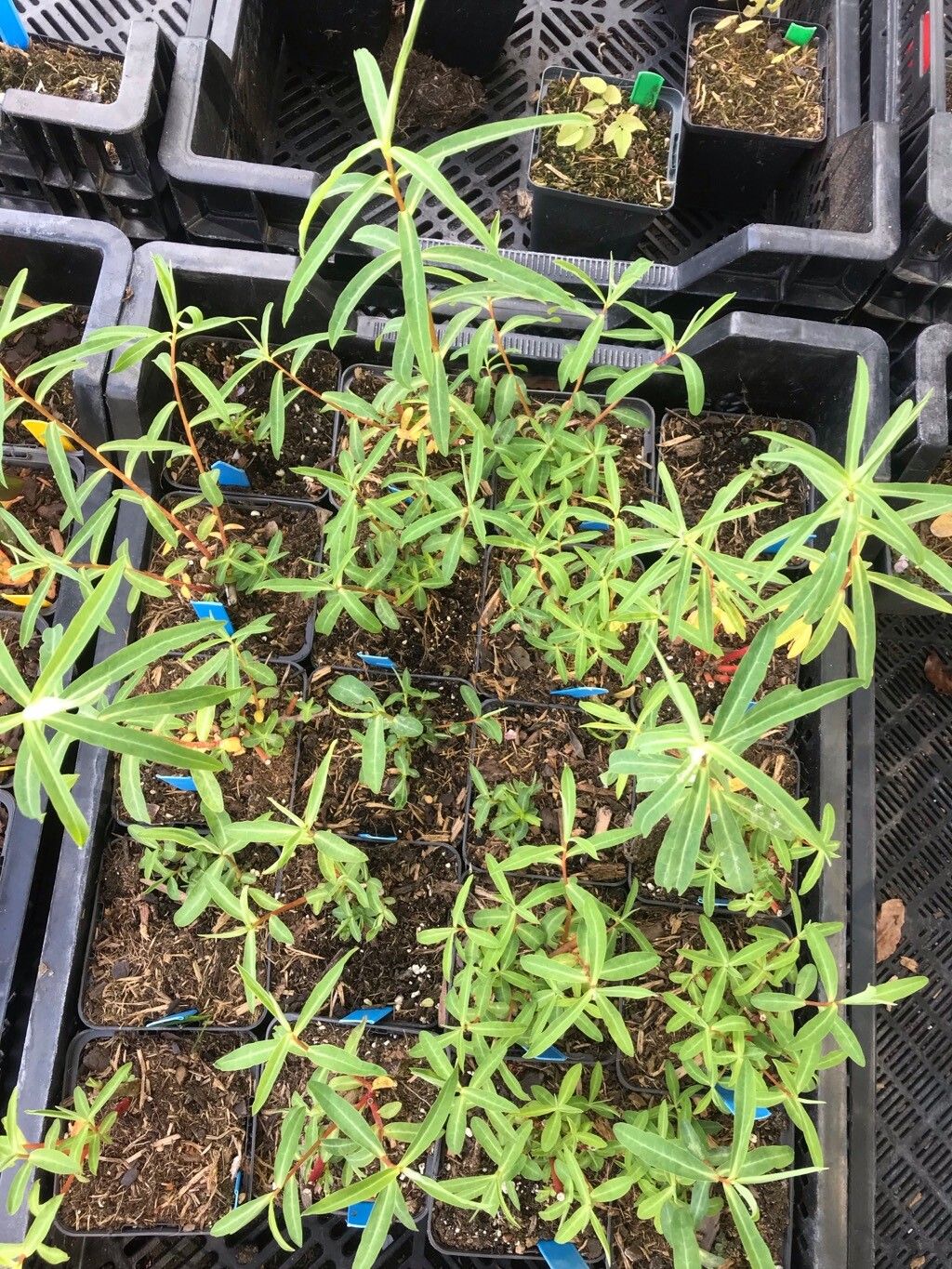 Euphorbia ceratocarpa — houseplant care guide