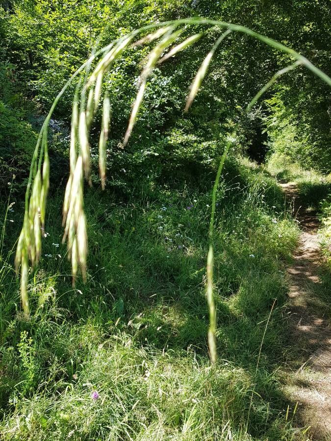 Bromopsis ramosa fruit