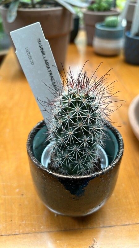 Cochemiea fraileana — houseplant care guide