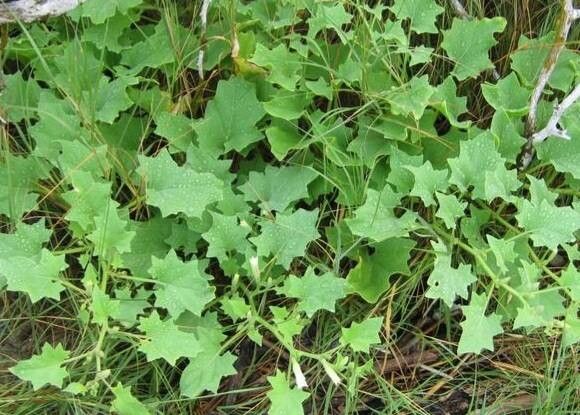 Exodeconus miersii — houseplant care guide