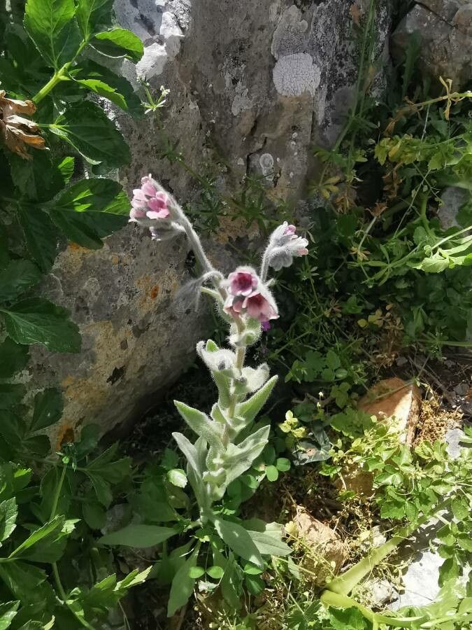 Cynoglossum columnae — search result for 'Cynoglossum'