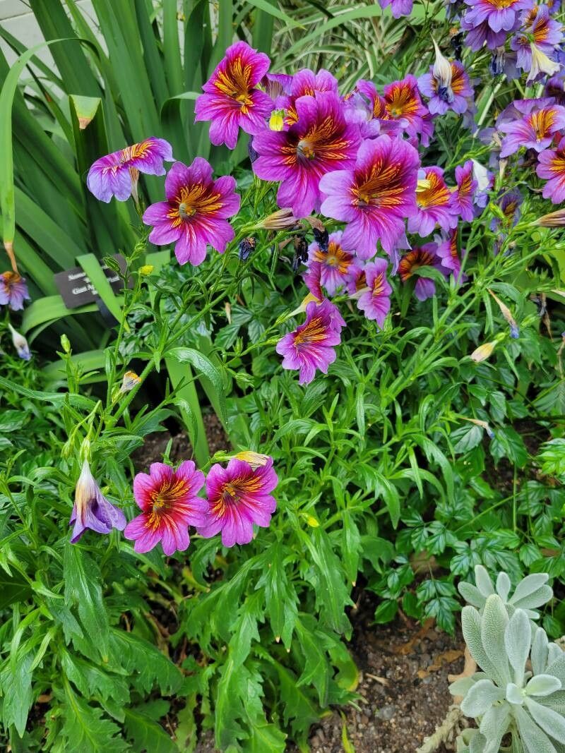Salpiglossis sinuata leaf