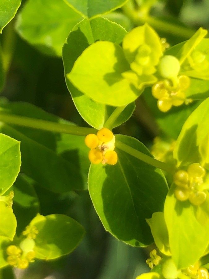 Euphorbia platyphyllos flower
