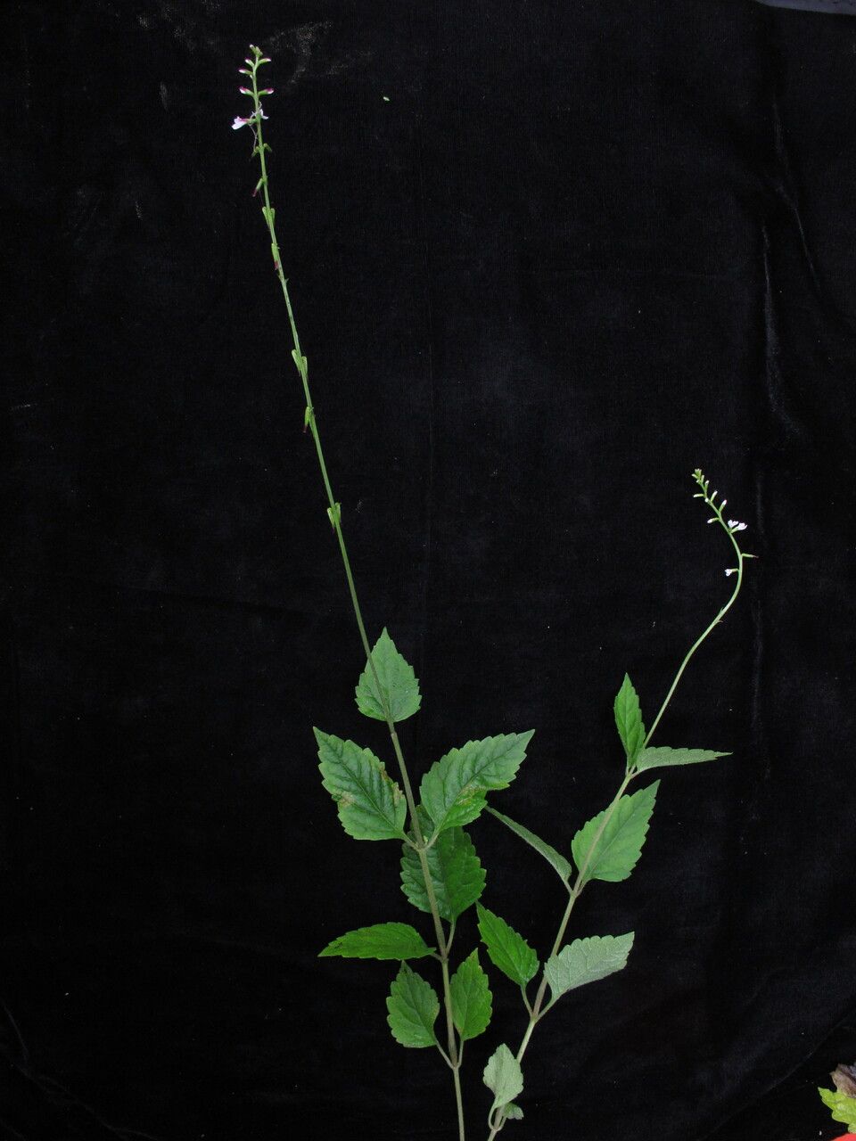 Phryma oblongifolia — houseplant care guide