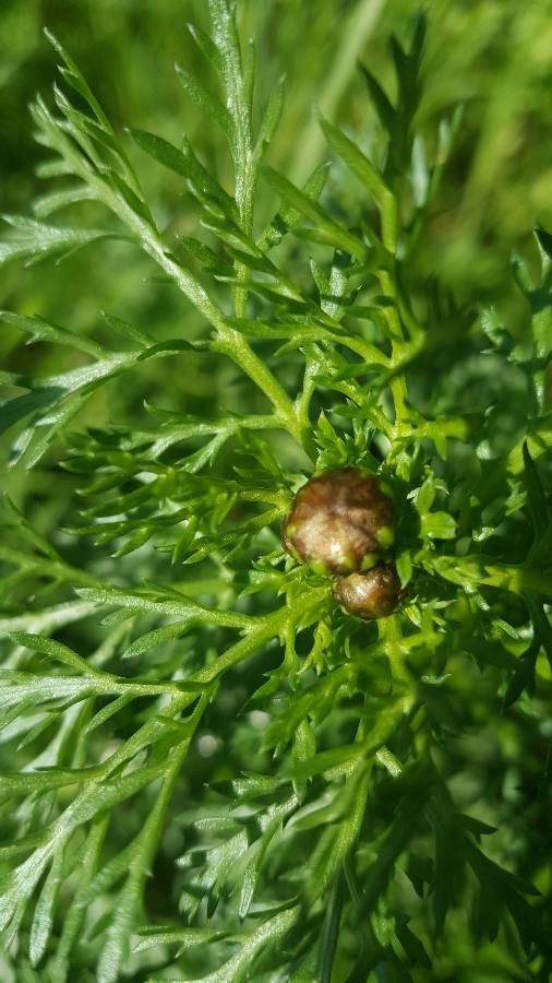 Chrysanthemum coronarium fruit