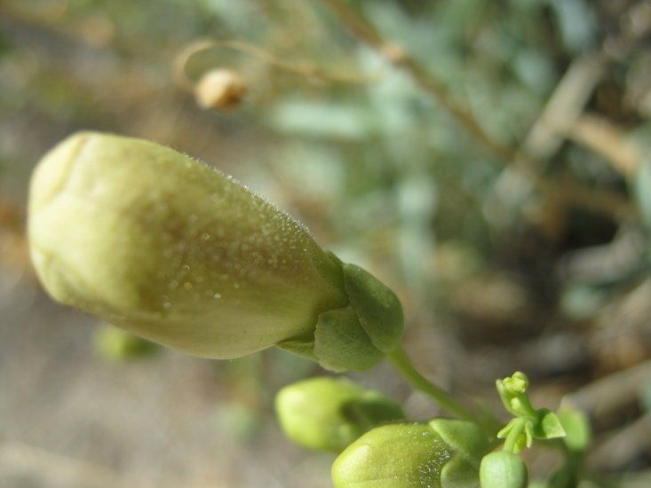 Penstemon fruticiformis fruit