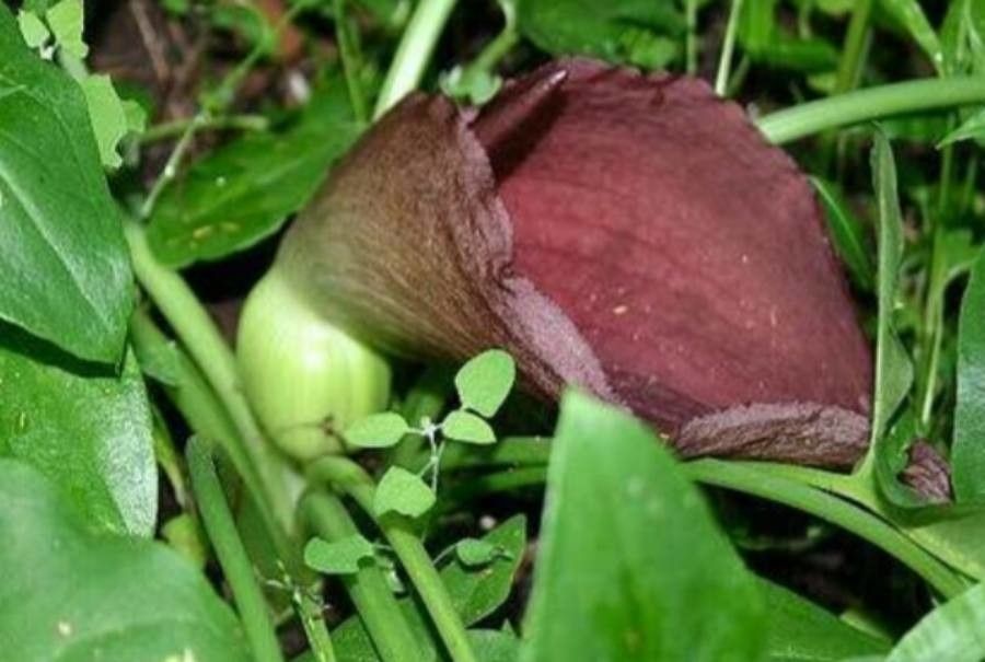 Typhonium brownii — related species from the same genus