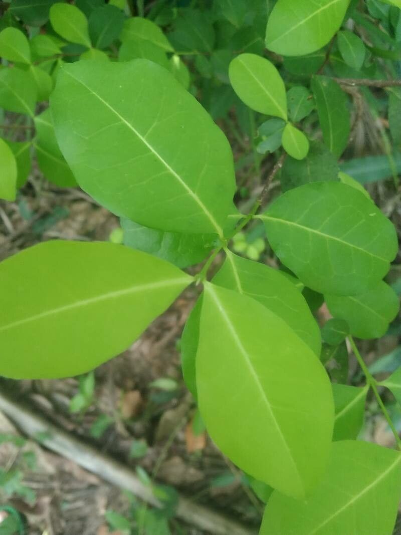 Chionanthus foveolatus leaf
