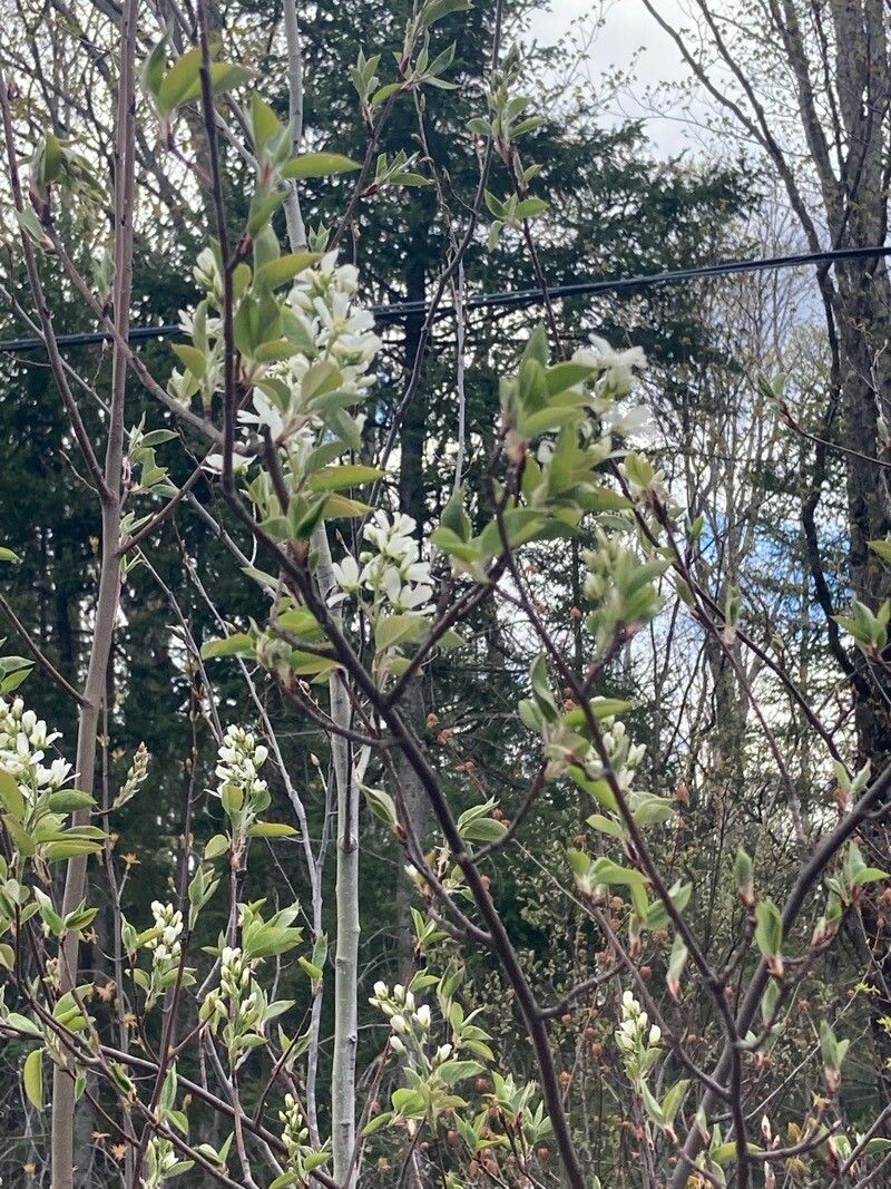 Amelanchier arborea flower