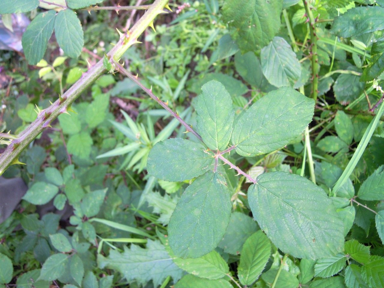Rubus lindenbergii leaf