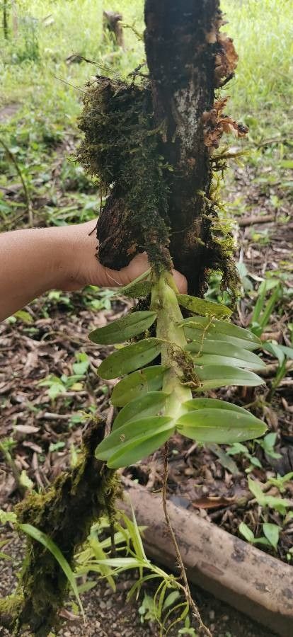 Dichaea globosa leaf