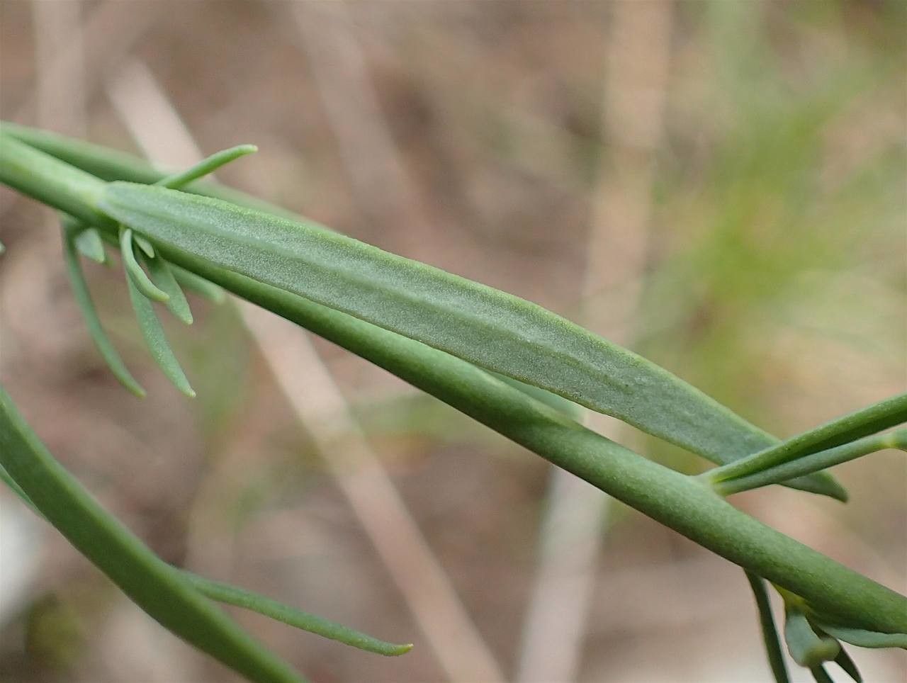 Linaria repens — search result for 'Linaria'