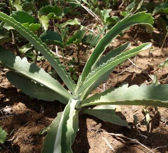 Kalanchoe brachyloba habit