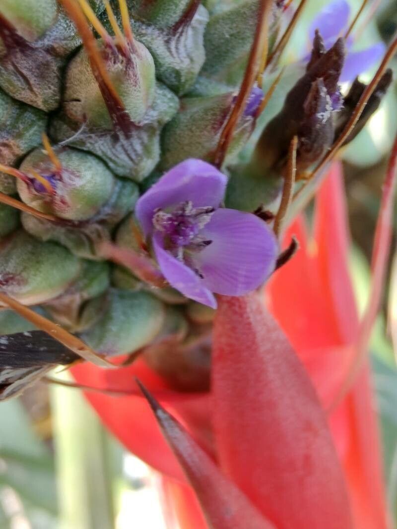 Aechmea ornata flower