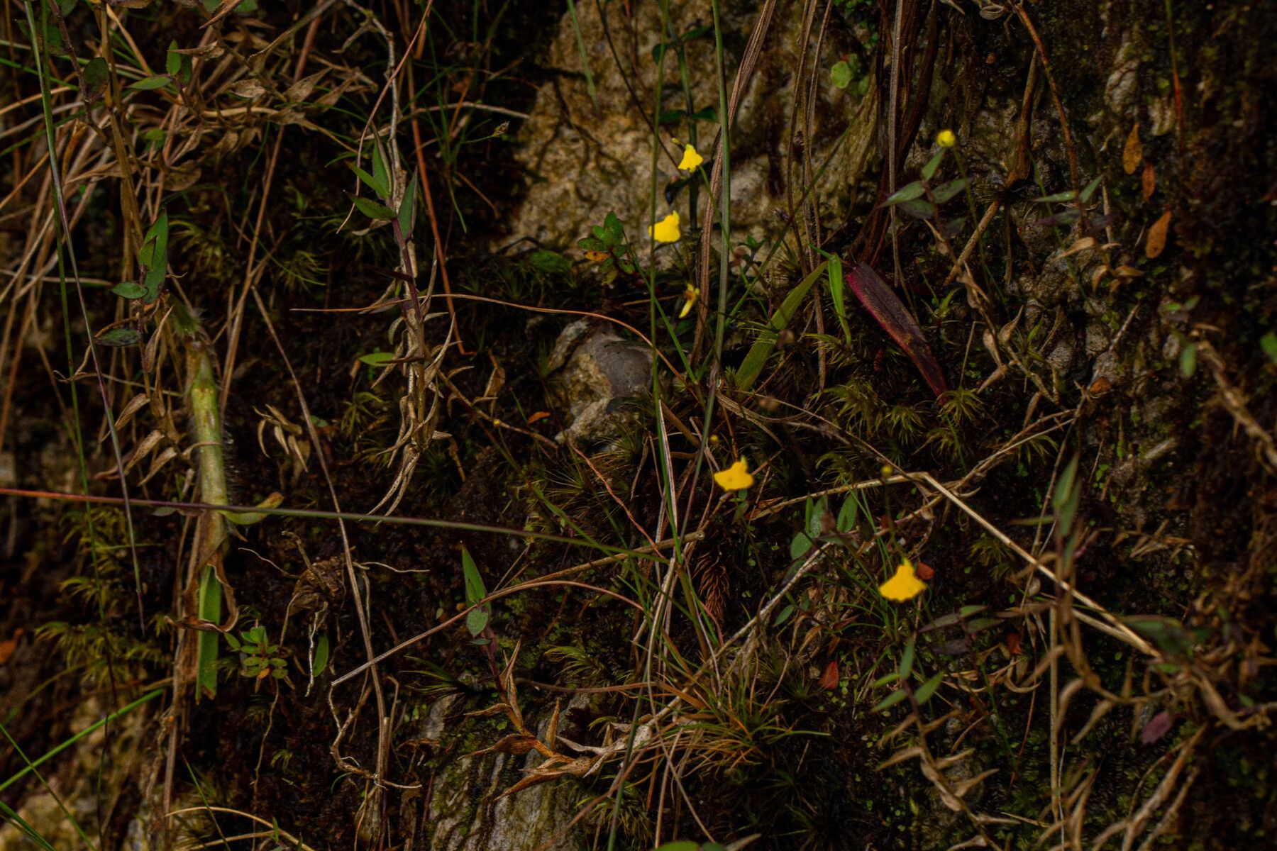 Utricularia troupinii habit