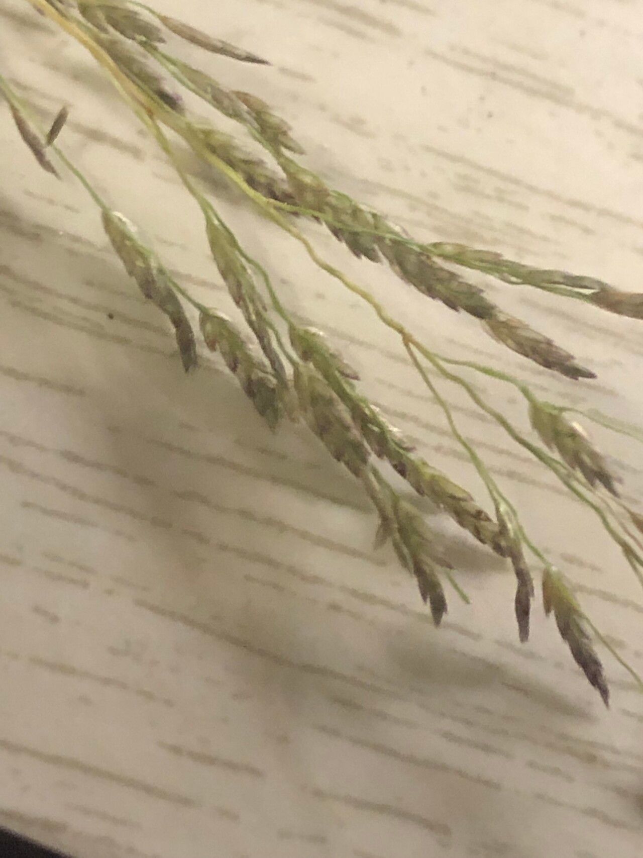 Eragrostis gangetica flower