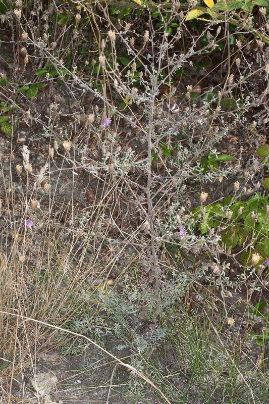Centaurea aplolepa habit